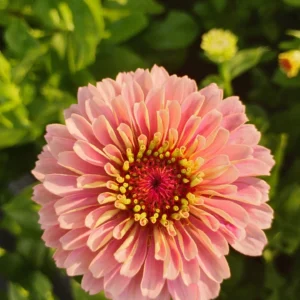 Grow Your Own Cutting Garden Kit