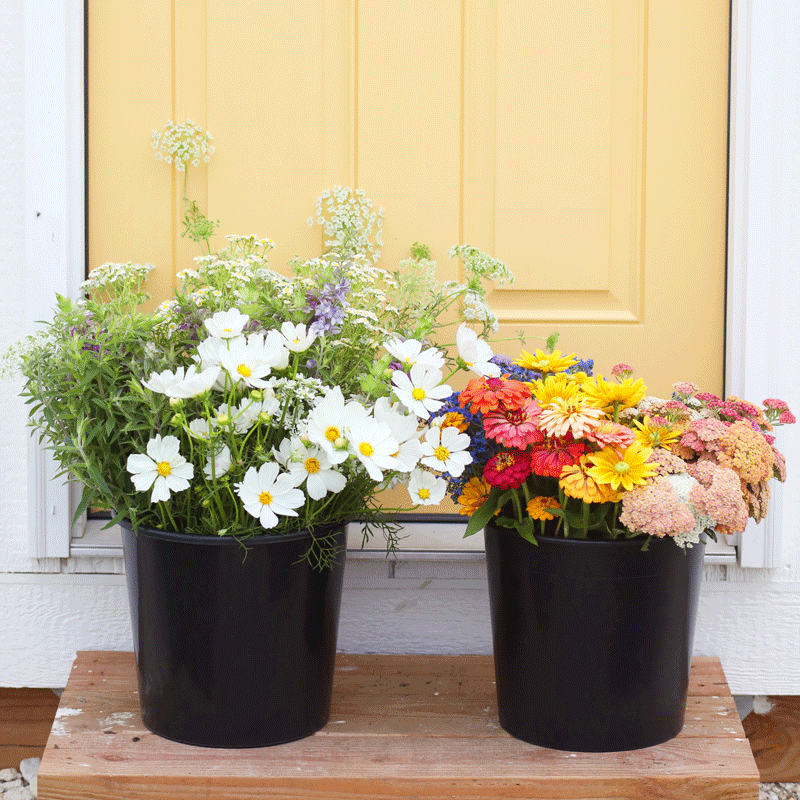 Bulk Buckets of Blooms